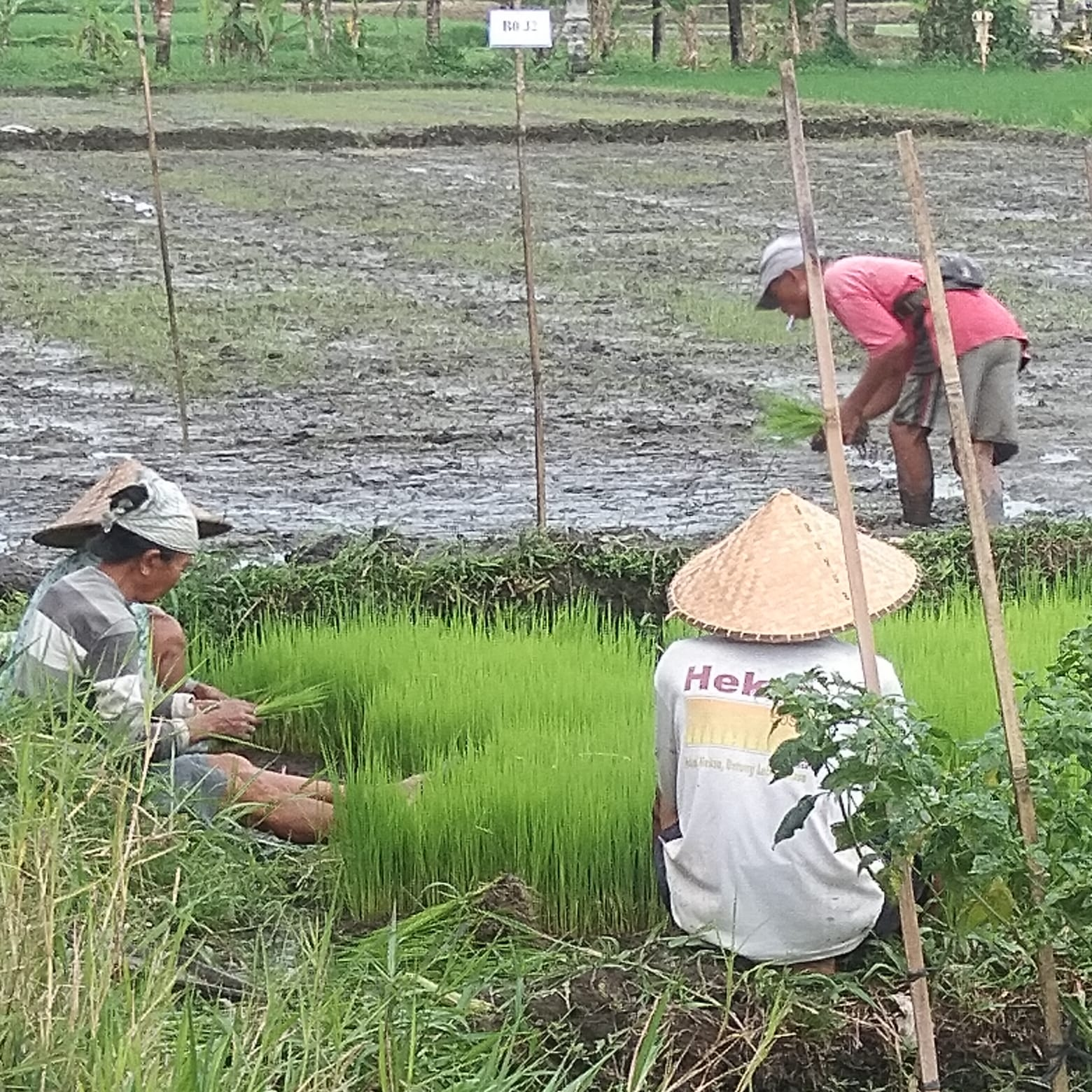 TAHUN 2023 DESA GUBUG MENGGELAR KEMBALI PROGRAM KETAHANAN PANGAN/HEWANI SEPERTI TAHUN SEBELUMNYA